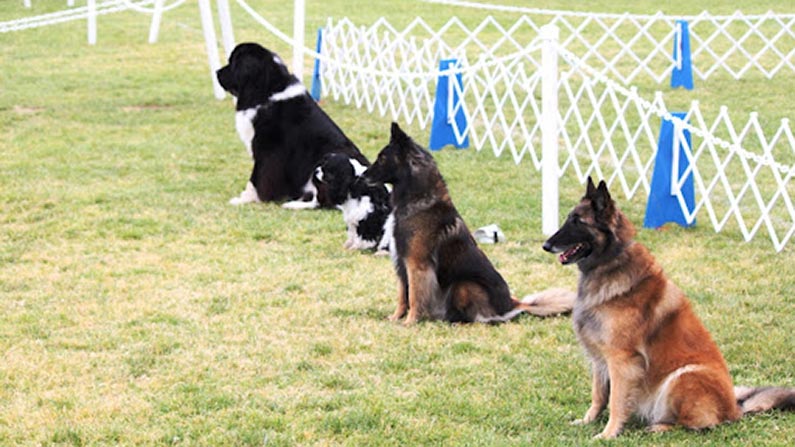 Ring Workshop AKC Competition Obedience Lomita Dog Training