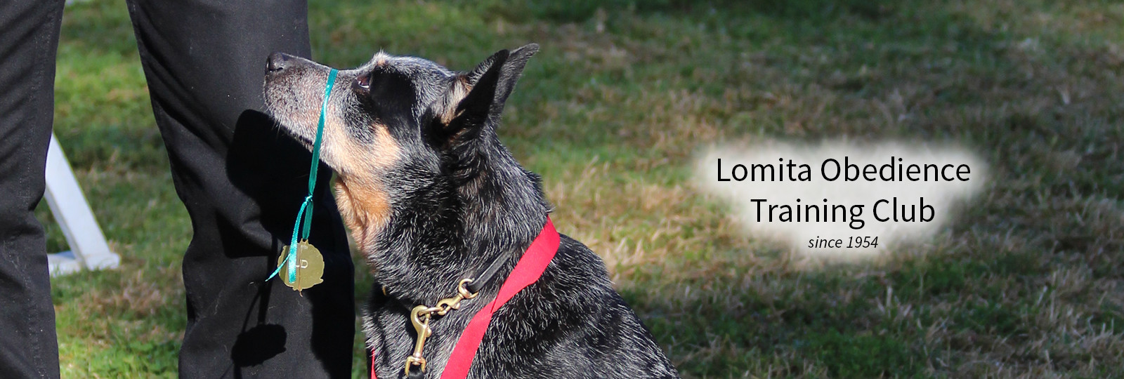Lomita Dog Training - cattle dog