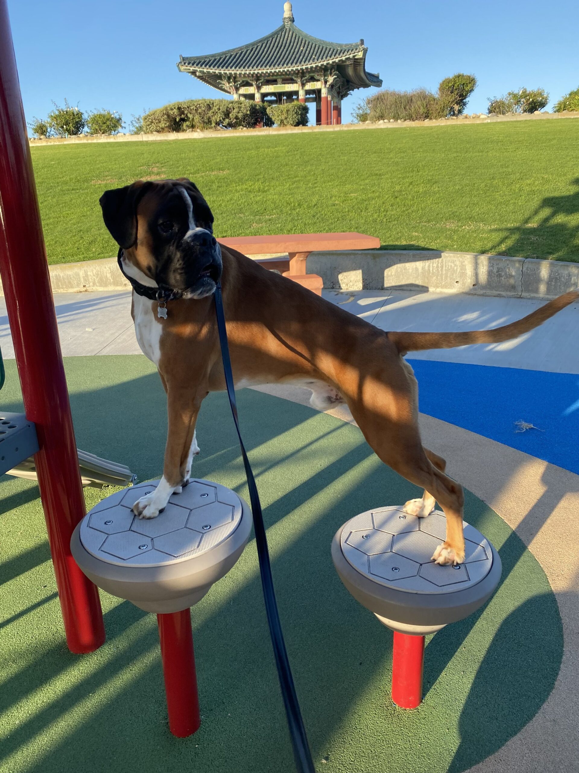 AKC Competition Obedience - Beg.